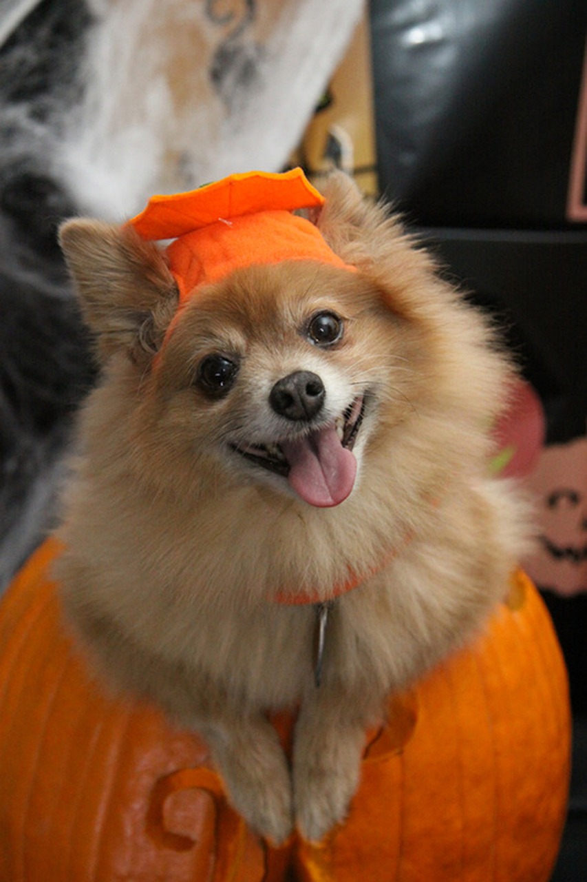 dog, halloween, costume-714861.jpg