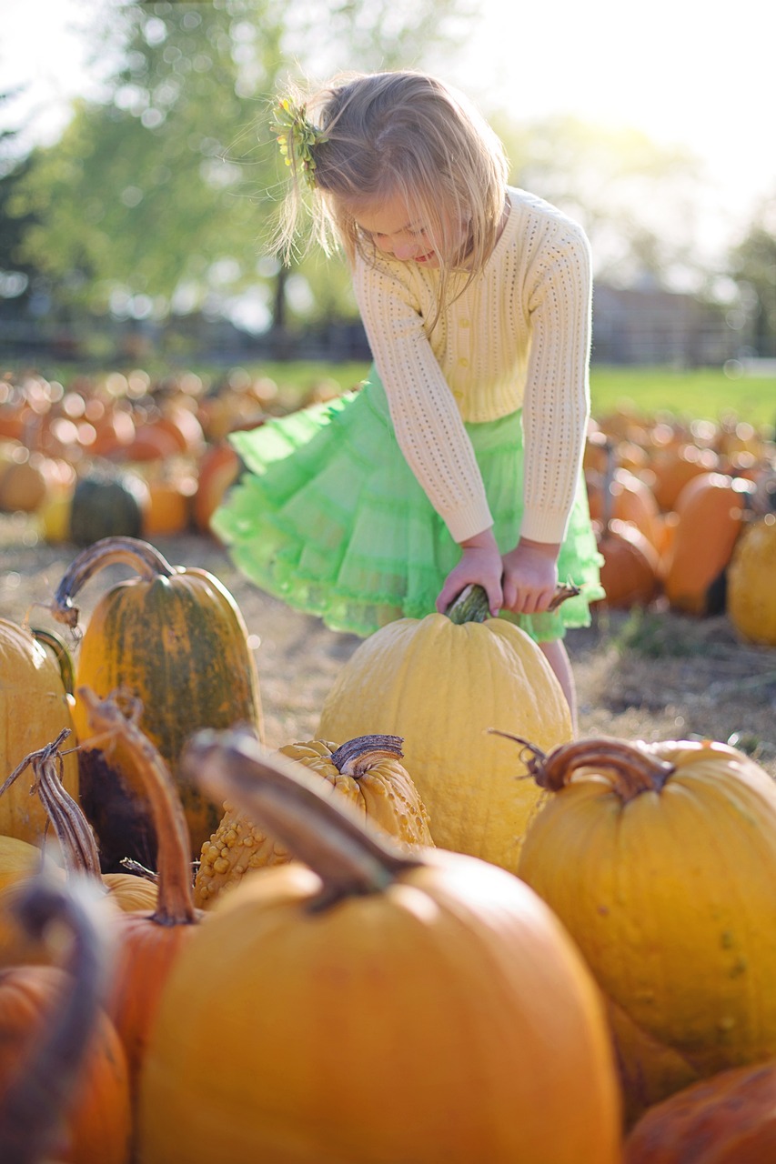 pumpkins, little girl, pumpkin patch-2878159.jpg