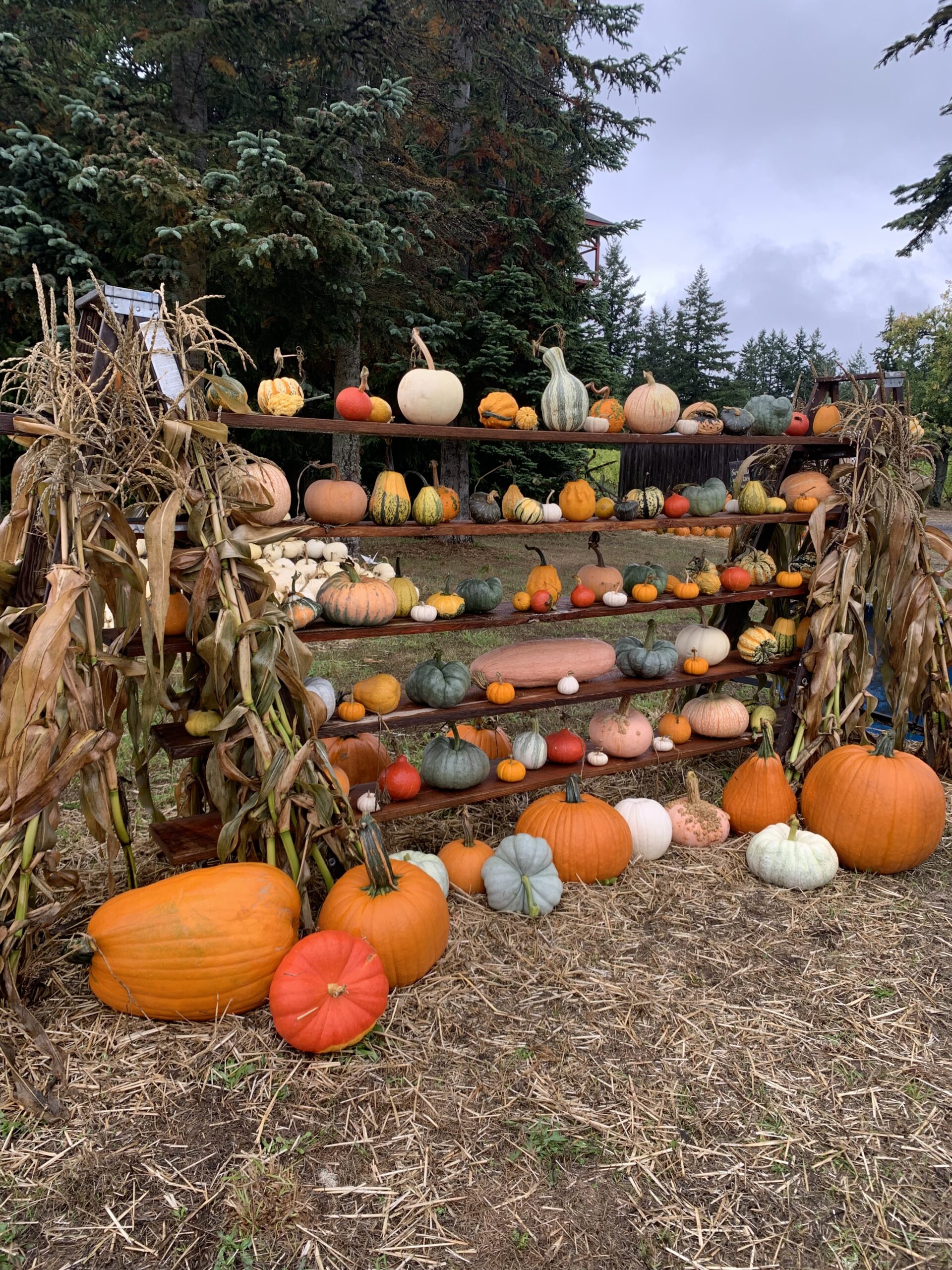 Historic farm setting, pumpkin patch, seasonal produce stand