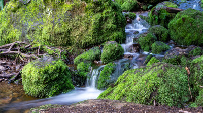 🥾 Cougar Mountain Regional Wildland Park with water fall and bridge