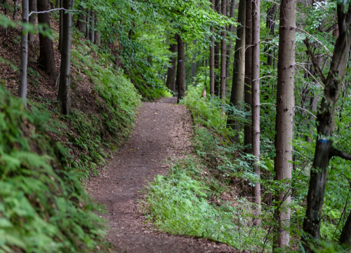 Newcastle Highlands Forest